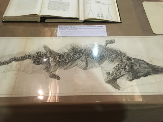 Engraving of a 'Proteo-saurus' [Ichthyosaur] which was found by Mary Anning in Lyme Regis in 1818
